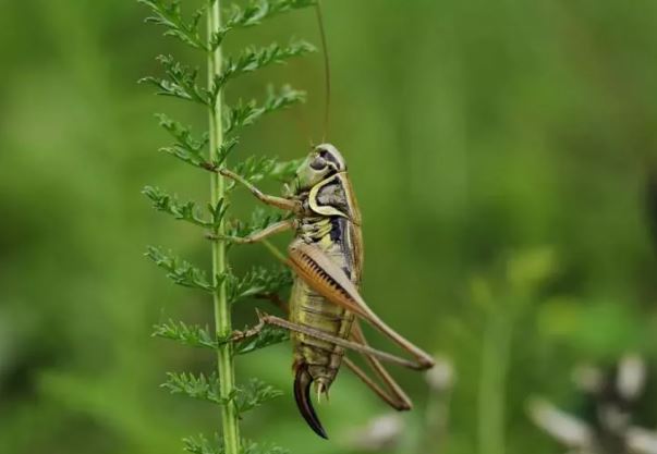 Foto - Kanser tespiti için cyborg çekirge