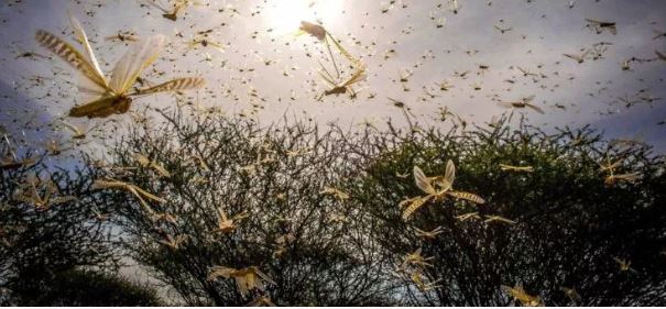 Foto - Kanser tespiti için cyborg çekirge