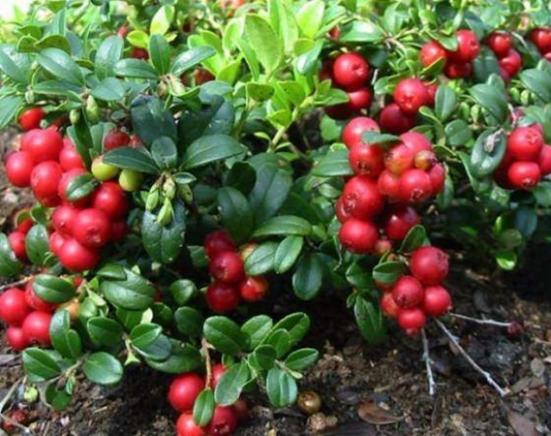 Foto - Kanserden korunmanın yolları