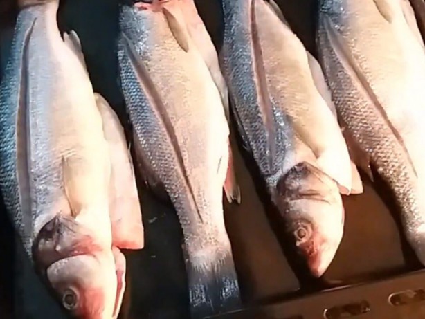 Foto - Kansere bile iyi geliyor! İşte muhteşem balık