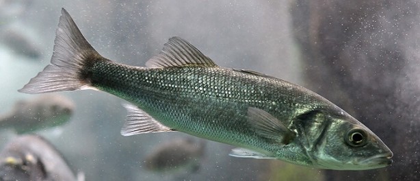 Foto - Kansere bile iyi geliyor! İşte muhteşem balık