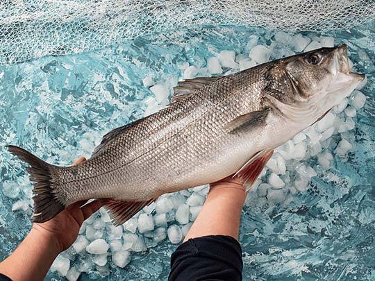 Foto - Kansere bile iyi geliyor! İşte muhteşem balık