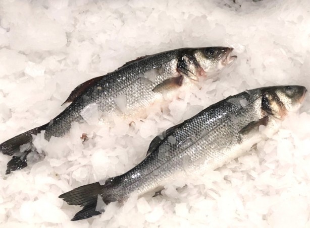 Foto - Kansere bile iyi geliyor! İşte muhteşem balık