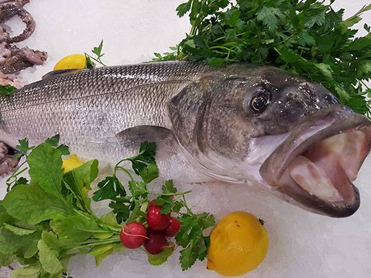 Foto - Kansere bile iyi geliyor! İşte muhteşem balık