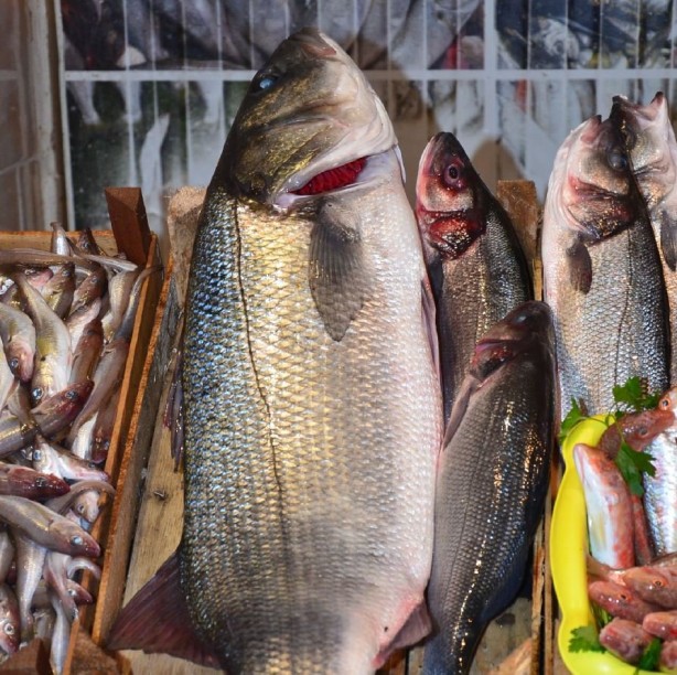 Foto - Kansere bile iyi geliyor! İşte muhteşem balık