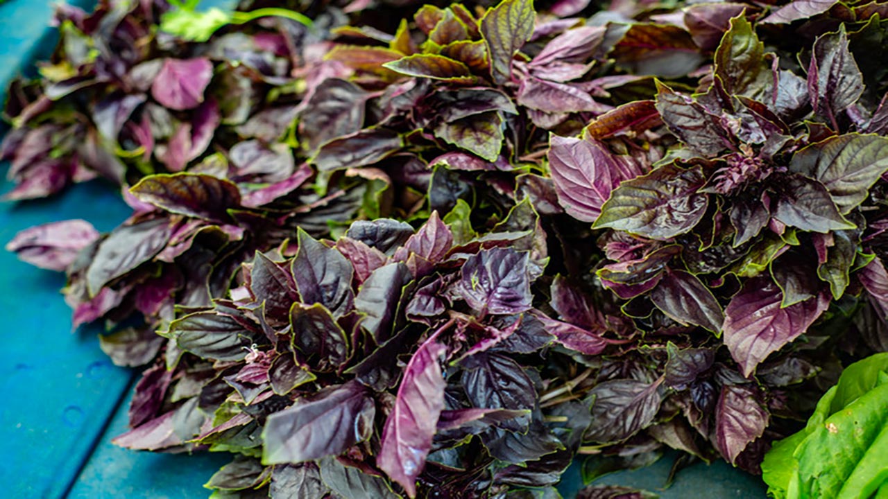 Foto - Kansere karşı kalkan oluyor! Kan basıncınızı anında düşürüyor