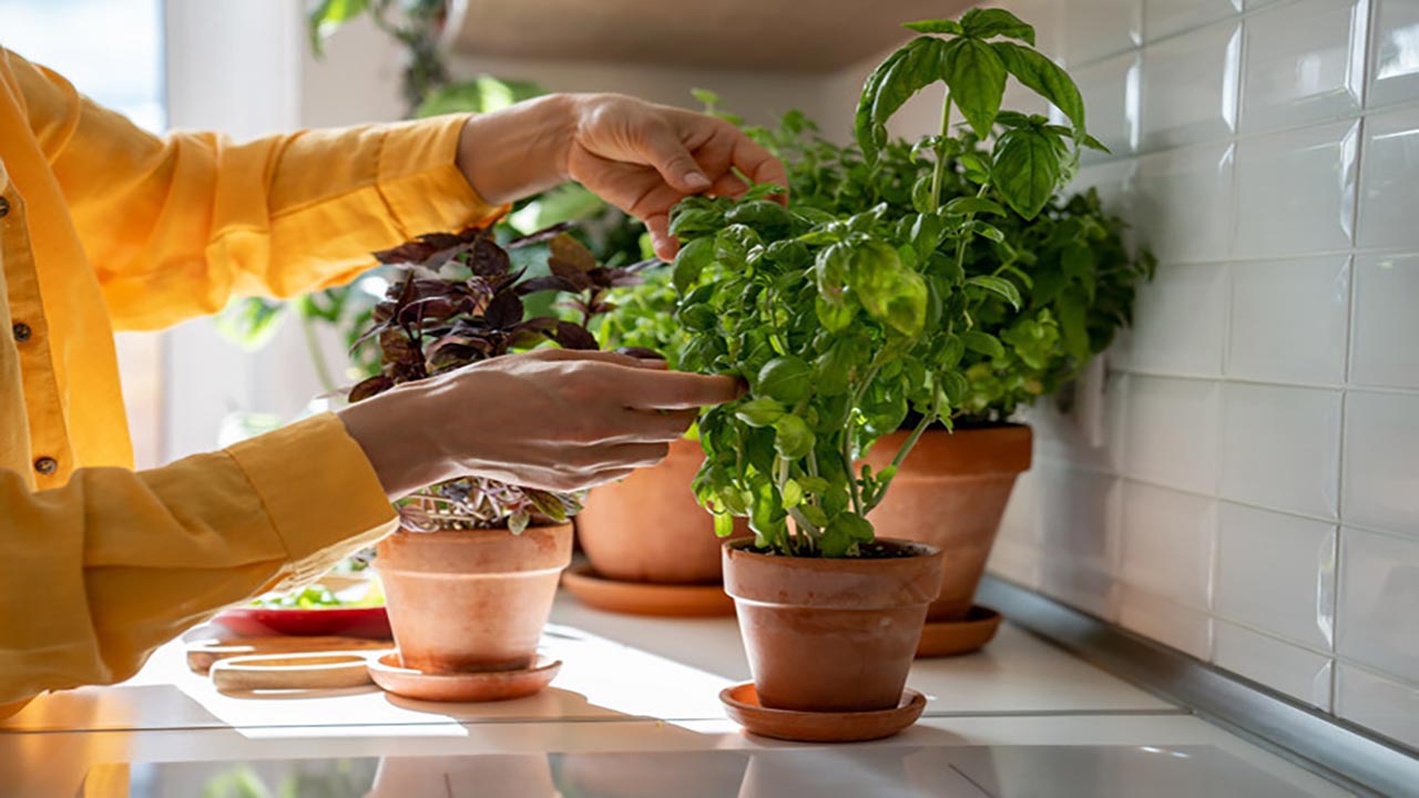 Foto - Kansere karşı kalkan oluyor! Kan basıncınızı anında düşürüyor