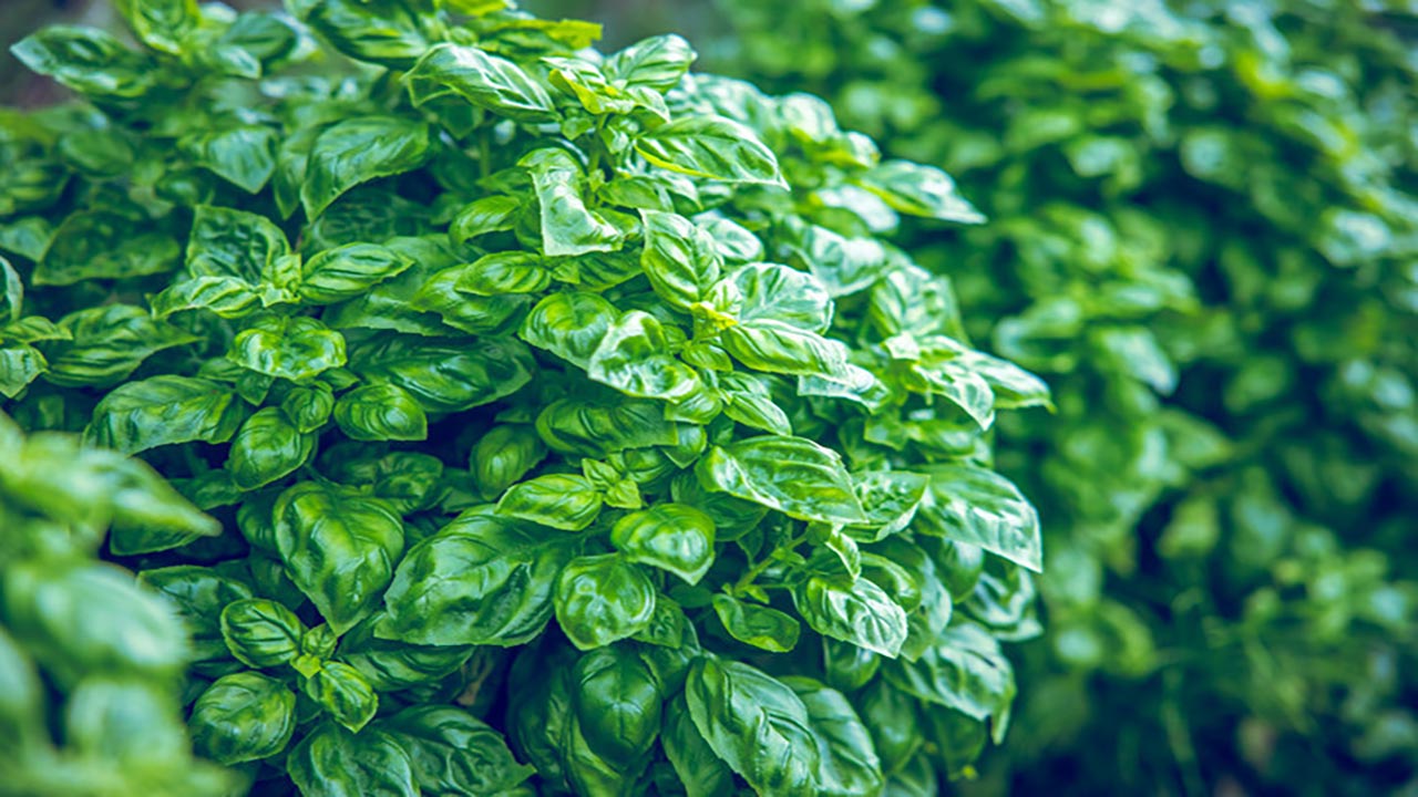 Foto - Kansere karşı kalkan oluyor! Kan basıncınızı anında düşürüyor