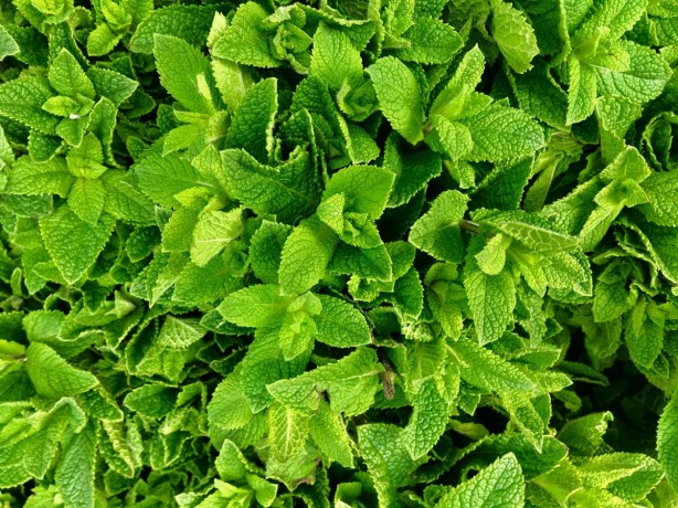 Foto - Kansere karşı koruyan en iyi 25 besin