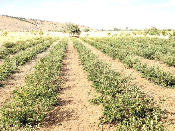 Foto - Kansere yakalanan eşi için yurt dışından getirtti, iyileşince ticaretine başladı! Kilosu 380 TL, talebe yetişemiyor