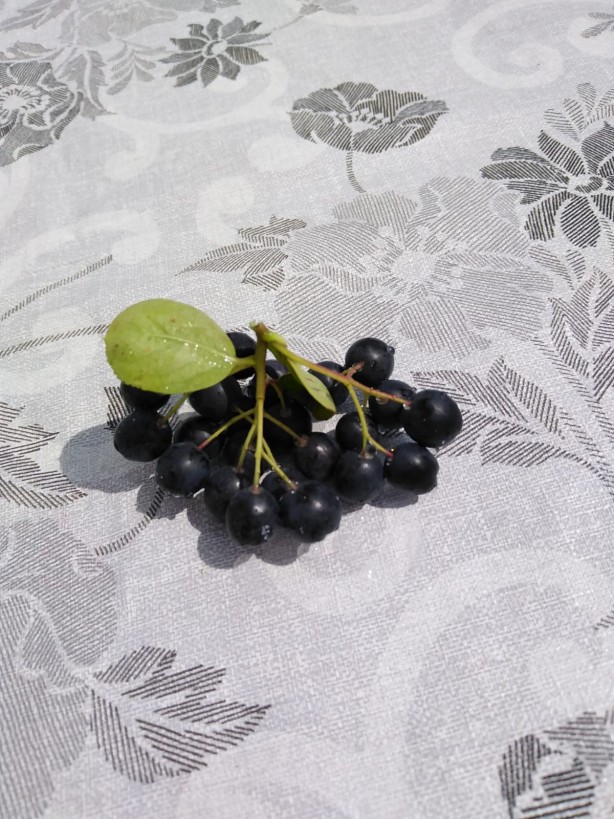 Foto - Kansere yakalanan eşi için yurt dışından getirtti, iyileşince ticaretine başladı! Kilosu 380 TL, talebe yetişemiyor