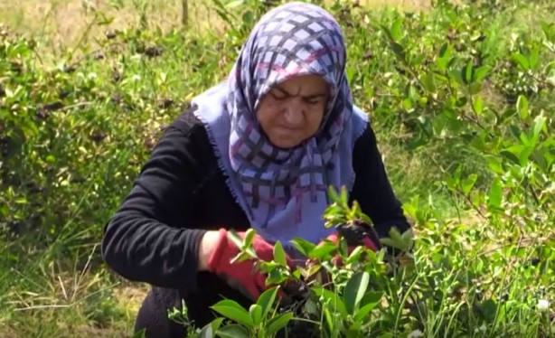 Foto - Kansere yakalanan eşi için yurt dışından getirtti, iyileşince ticaretine başladı! Kilosu 380 TL, talebe yetişemiyor