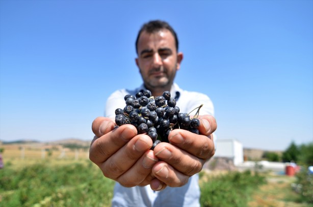 Foto - Kansere yakalanan eşi için yurt dışından getirtti, iyileşince ticaretine başladı! Kilosu 380 TL, talebe yetişemiyor