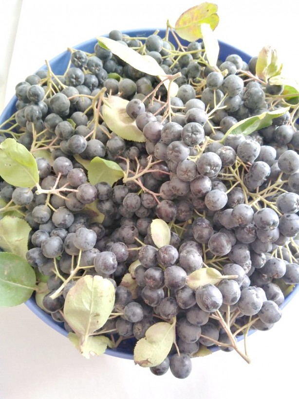 Foto - Kansere yakalanan eşi için yurt dışından getirtti, iyileşince ticaretine başladı! Kilosu 380 TL, talebe yetişemiyor