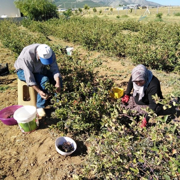Foto - Kansere yakalanan eşi için yurt dışından getirtti, iyileşince ticaretine başladı! Kilosu 380 TL, talebe yetişemiyor
