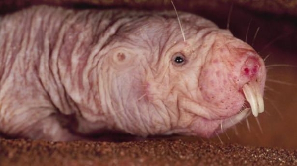 Foto - Kansere yakalanmayan gizemli hayvan türleri