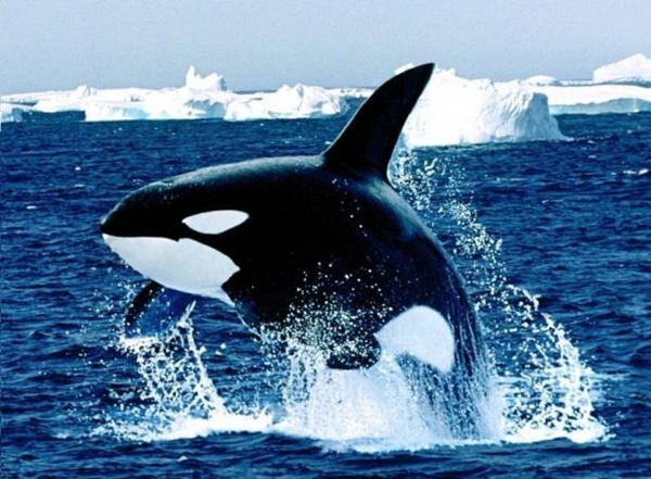 Foto - Kansere yakalanmayan gizemli hayvan türleri