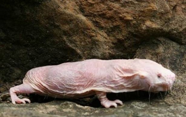 Foto - Kansere yakalanmayan gizemli hayvan türleri