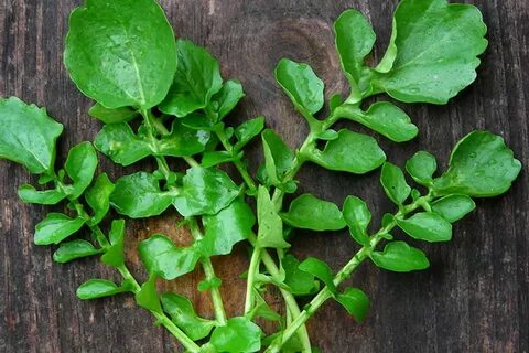 Foto - Kanseri önlediği kanıtlandı! 2 ay boyunca tüketirseniz vücutta sağlıksız hücre bırakmıyor