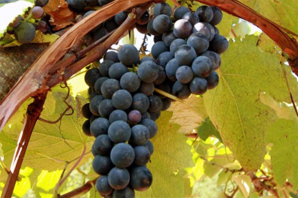 Foto - Kanserle savaşıyorlar