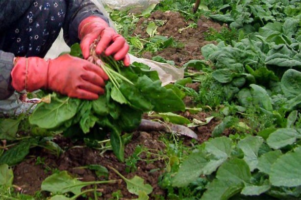 Foto - Kanserle savaşıyorlar