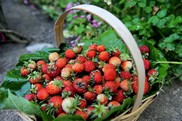 Foto - Kanserle savaşıyorlar