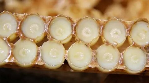 Foto - Kanserli hücrelere savaş açıyor! 'Kraliyet besini' hücrelerin DNA yapısını yeniliyor