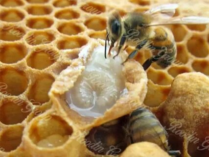 Foto - Kanserli hücrelere savaş açıyor! 'Kraliyet besini' hücrelerin DNA yapısını yeniliyor