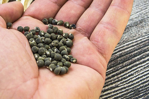 Foto - Kanserli hücreleri yok ediyor! 1 kaşık eklemek yeterli