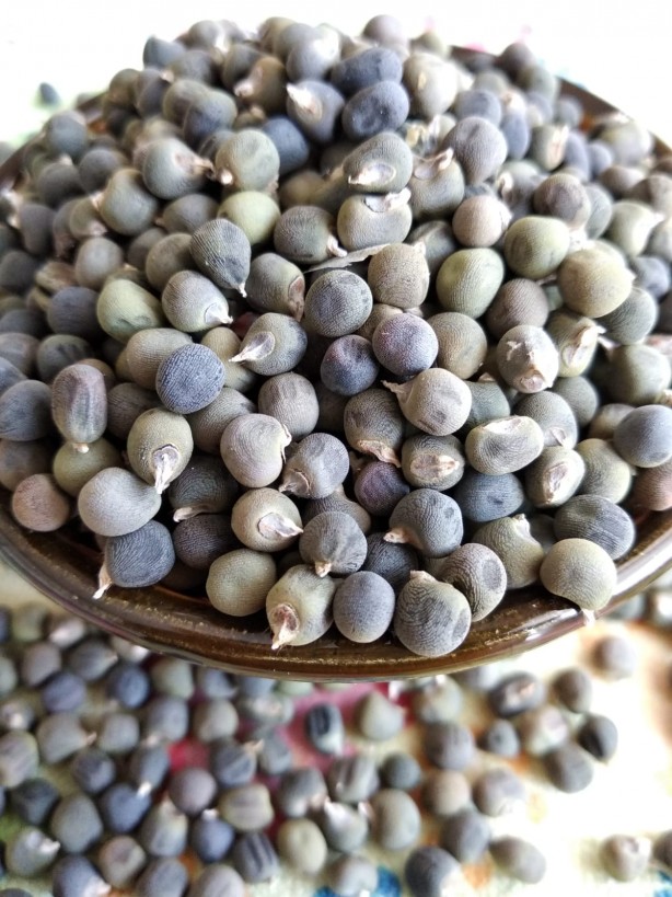 Foto - Kanserli hücreleri yok ediyor! 1 kaşık eklemek yeterli