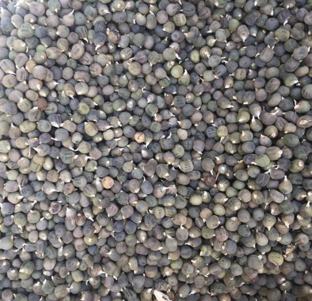 Foto - Kanserli hücreleri yok ediyor! 1 kaşık eklemek yeterli