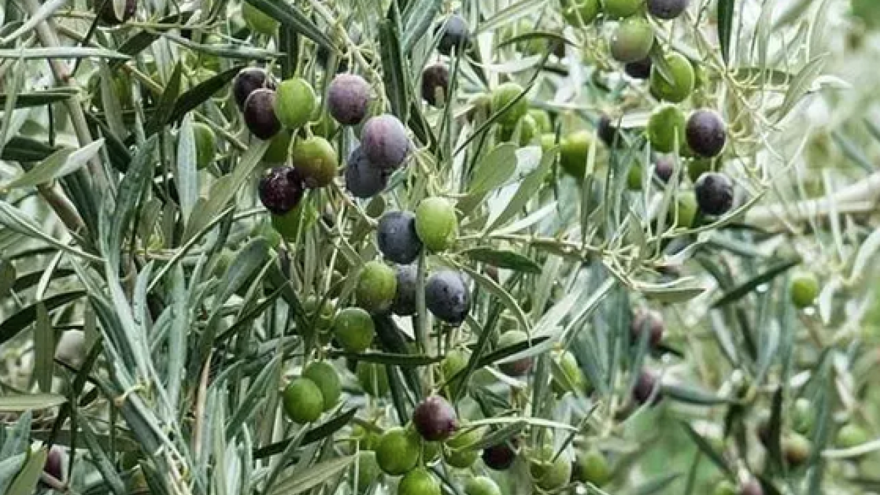 Foto - Kansersavar besinler listesinde ilk sırada! Osman Müftüoğlu herkesin merak ettiği soruyu yanıtladı: Siyah zeytin mi faydalı yeşil zeytin mi?