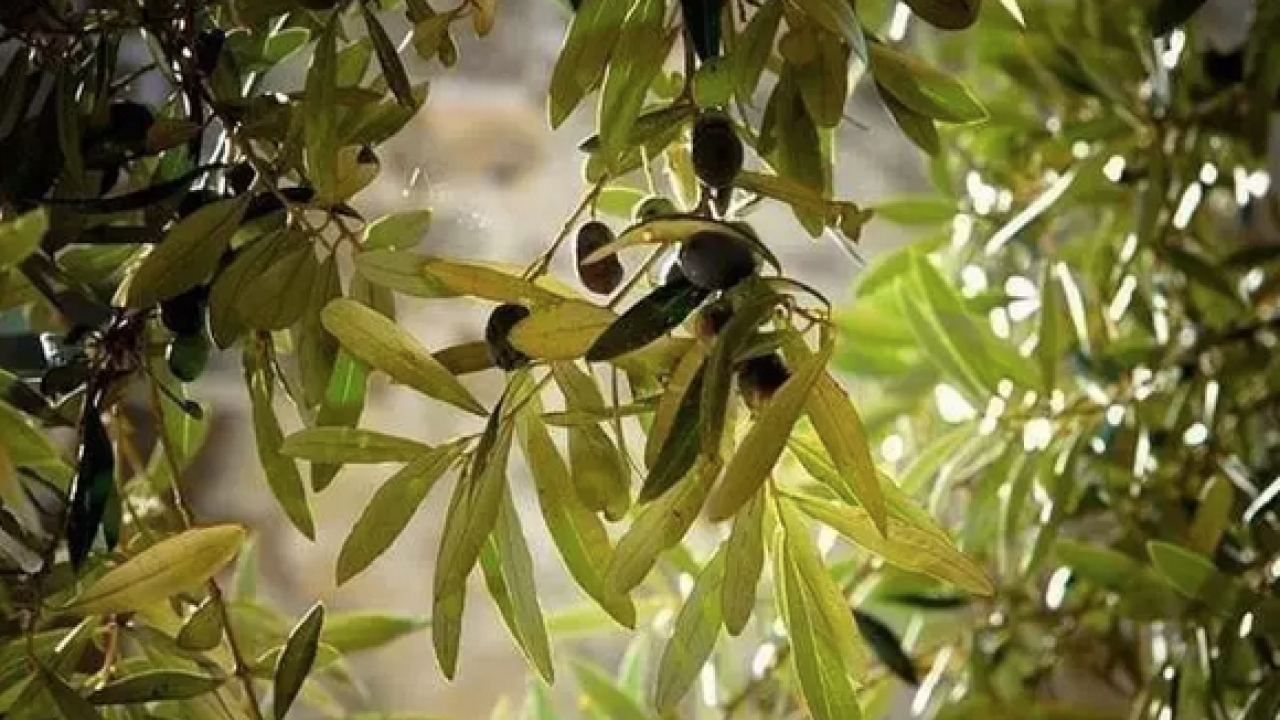 Foto - Kansersavar besinler listesinde ilk sırada! Osman Müftüoğlu herkesin merak ettiği soruyu yanıtladı: Siyah zeytin mi faydalı yeşil zeytin mi?