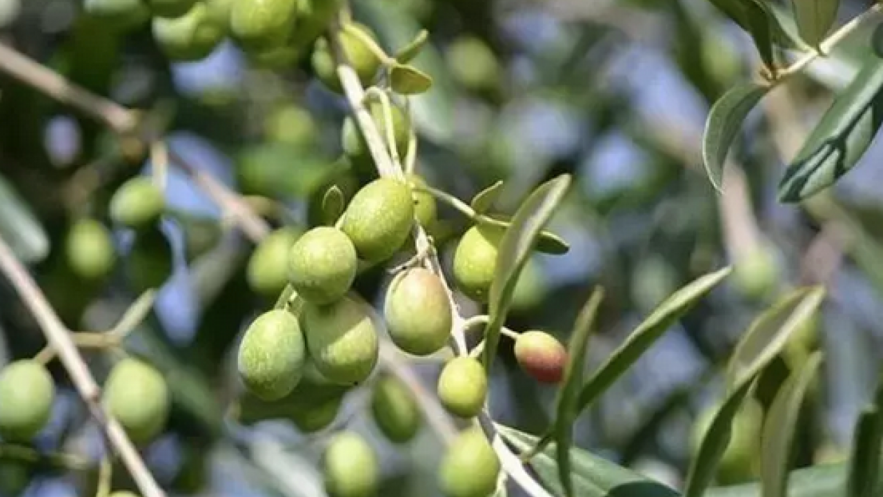 Foto - Kansersavar besinler listesinde ilk sırada! Osman Müftüoğlu herkesin merak ettiği soruyu yanıtladı: Siyah zeytin mi faydalı yeşil zeytin mi?