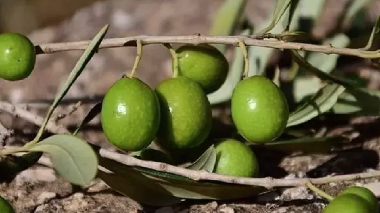 Foto - Kansersavar besinler listesinde ilk sırada! Osman Müftüoğlu herkesin merak ettiği soruyu yanıtladı: Siyah zeytin mi faydalı yeşil zeytin mi?