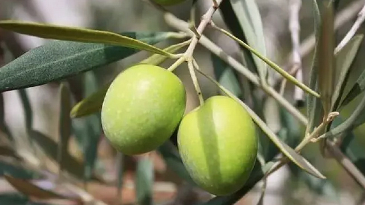 Foto - Kansersavar besinler listesinde ilk sırada! Osman Müftüoğlu herkesin merak ettiği soruyu yanıtladı: Siyah zeytin mi faydalı yeşil zeytin mi?