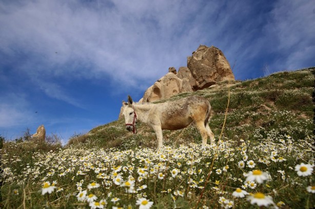 Foto - Kapadokya'da ilkbahar güzelliği