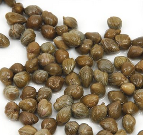 Kaparinin mucizevi faydalarını biliyor musunuz? Artık yeni sezon kapari pazara indi! İşte yararları