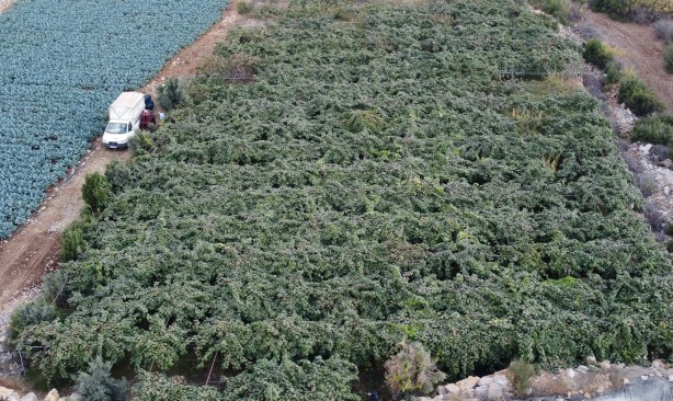Foto - Kapış kapış gidiyor! Bu meyveye sadece yüzde 20 zam geldi