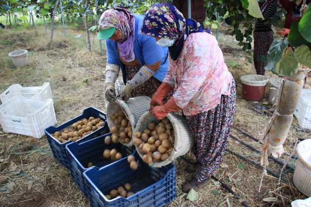 Kapış kapış gidiyor! Bu meyveye sadece yüzde 20 zam geldi