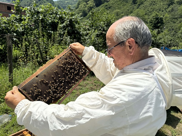 Foto - Kapış kapış satılıyor! Bu balı yemek isteyen hasattan önce sipariş veriyor