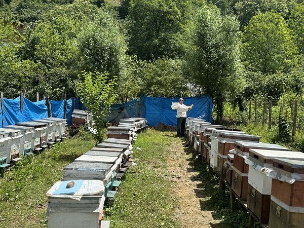 Foto - Kapış kapış satılıyor! Bu balı yemek isteyen hasattan önce sipariş veriyor