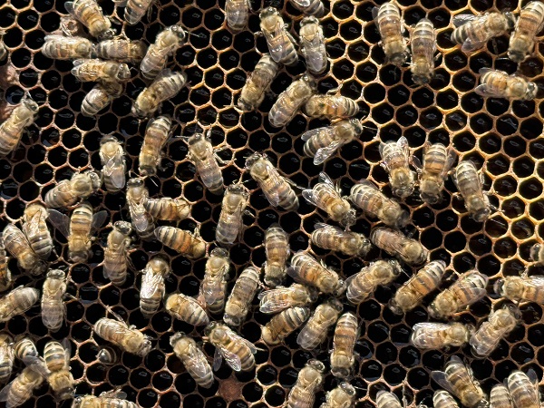 Kapış kapış satılıyor! Bu balı yemek isteyen hasattan önce sipariş veriyor