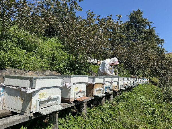 Foto - Kapış kapış satılıyor! Bu balı yemek isteyen hasattan önce sipariş veriyor