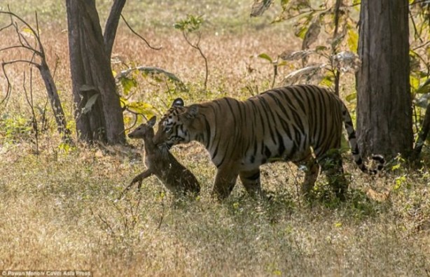 Foto - Kaplandan beklenmeyen hareket!