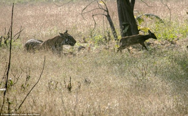 Foto - Kaplandan beklenmeyen hareket!
