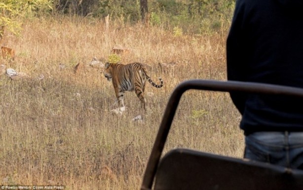 Foto - Kaplandan beklenmeyen hareket!