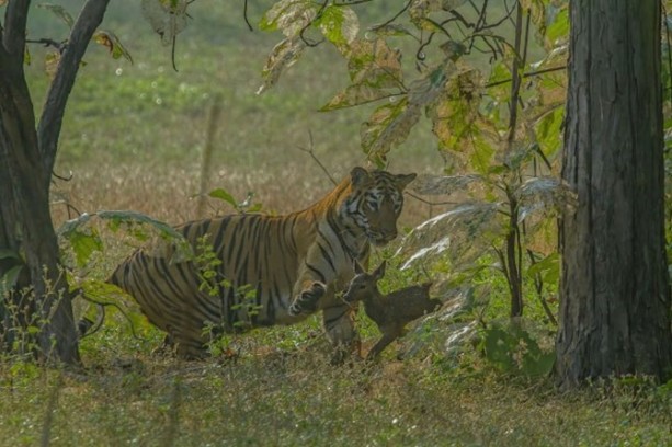 Foto - Kaplandan beklenmeyen hareket!
