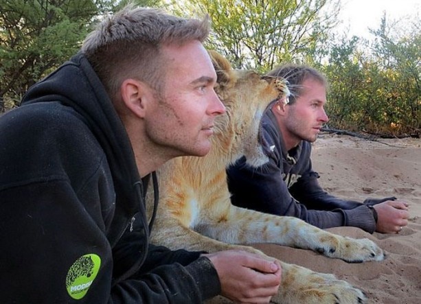 Foto - Kaplanlar bir anda saldırınca...