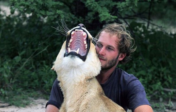 Foto - Kaplanlar bir anda saldırınca...